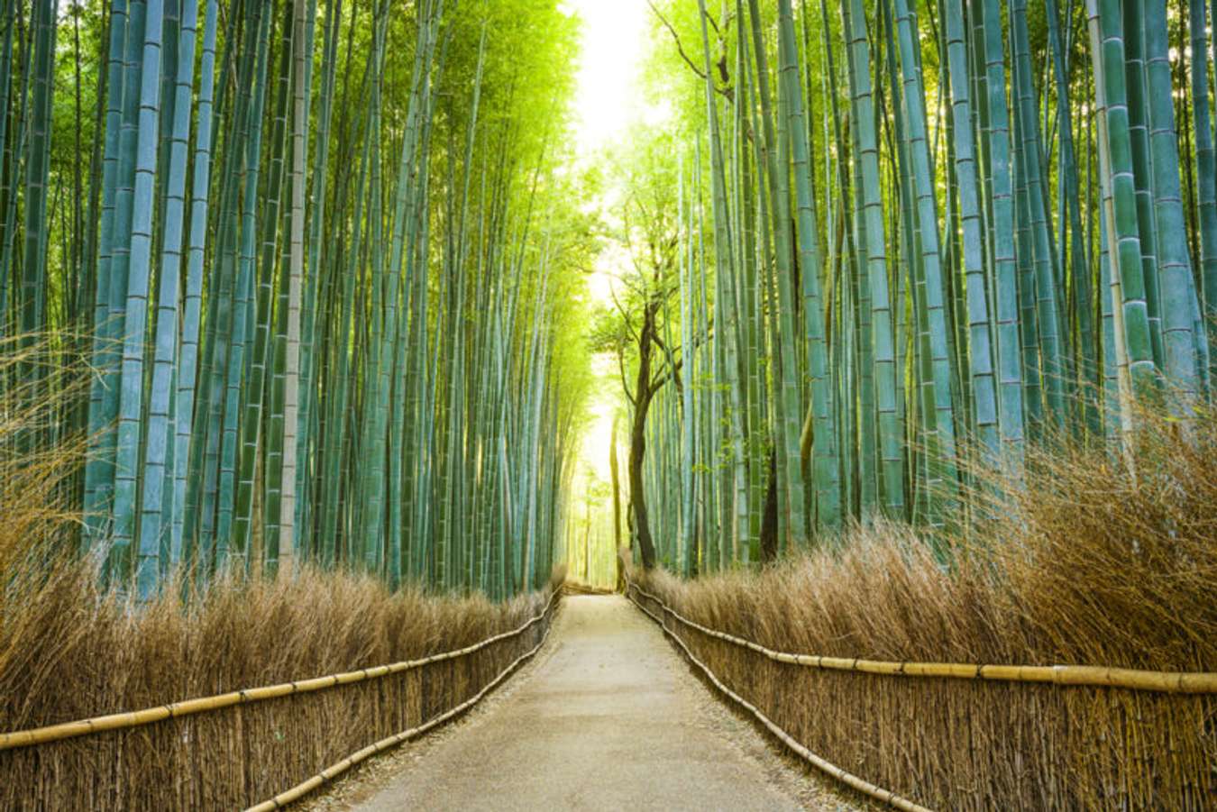 Arashiyama Bamboo Forest