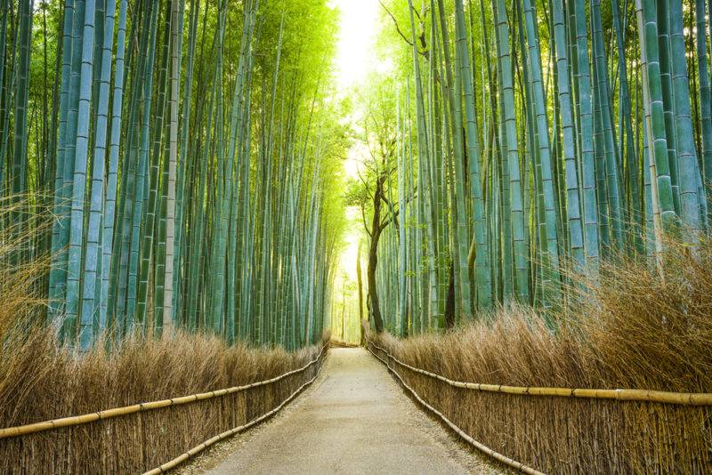 Arashiyama Bamboo Forest