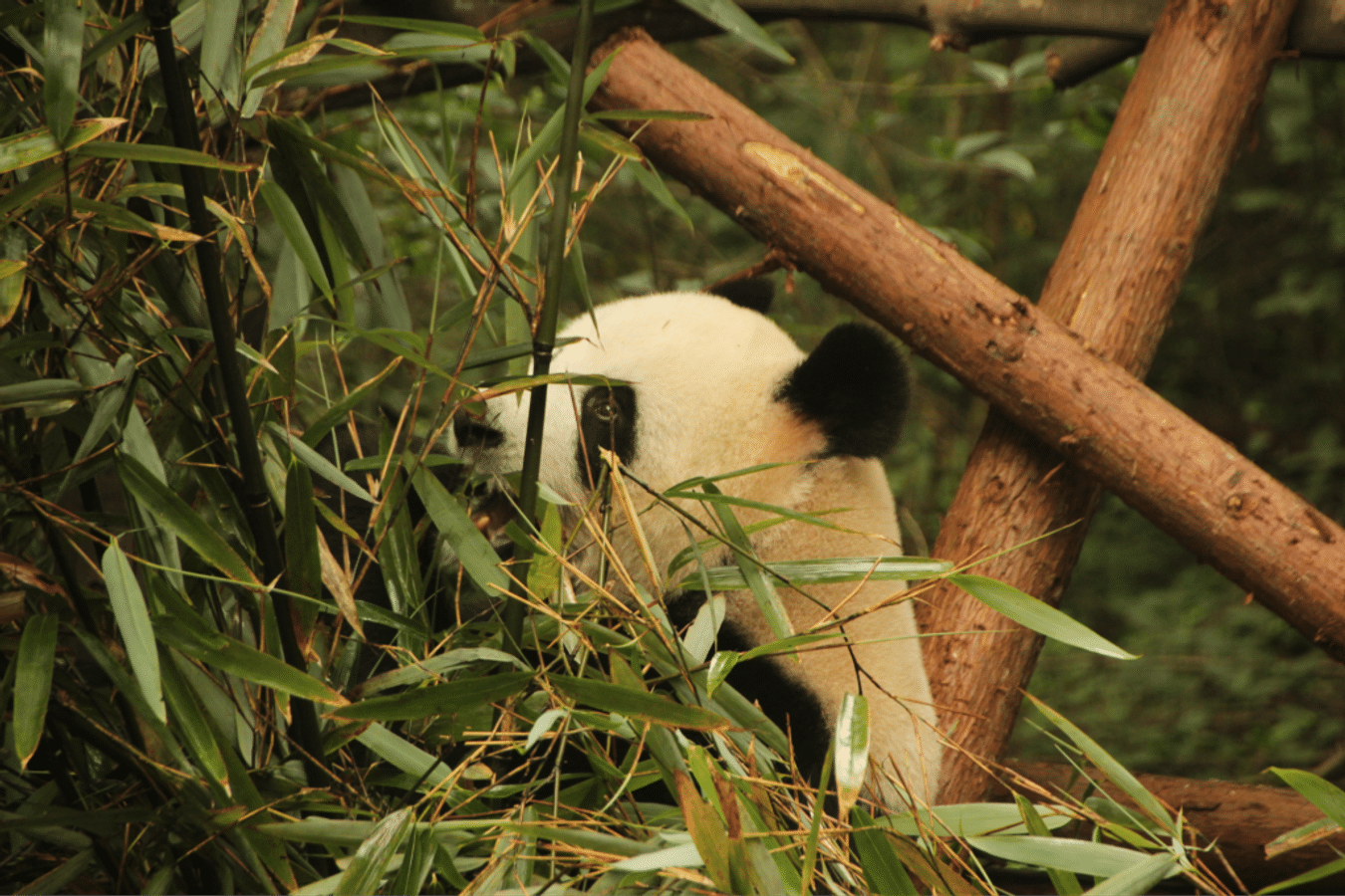 Giant Panda Breeding Research Base