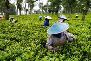 Kebun Teh Wonosari Jawa Timur: Lokasi, Jam Buka, dan Harga Tiketnya, Mas Bellboy