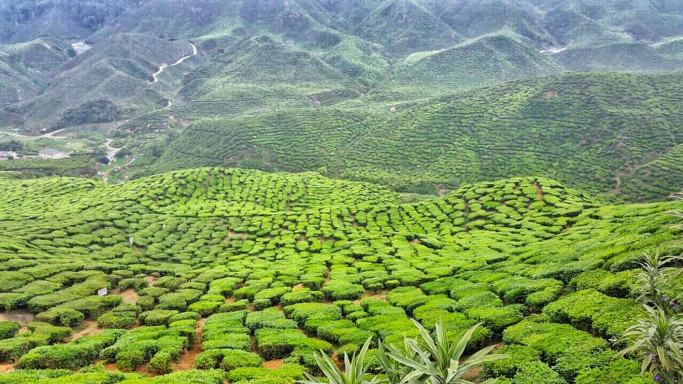 tea plantation tour cameron highlands