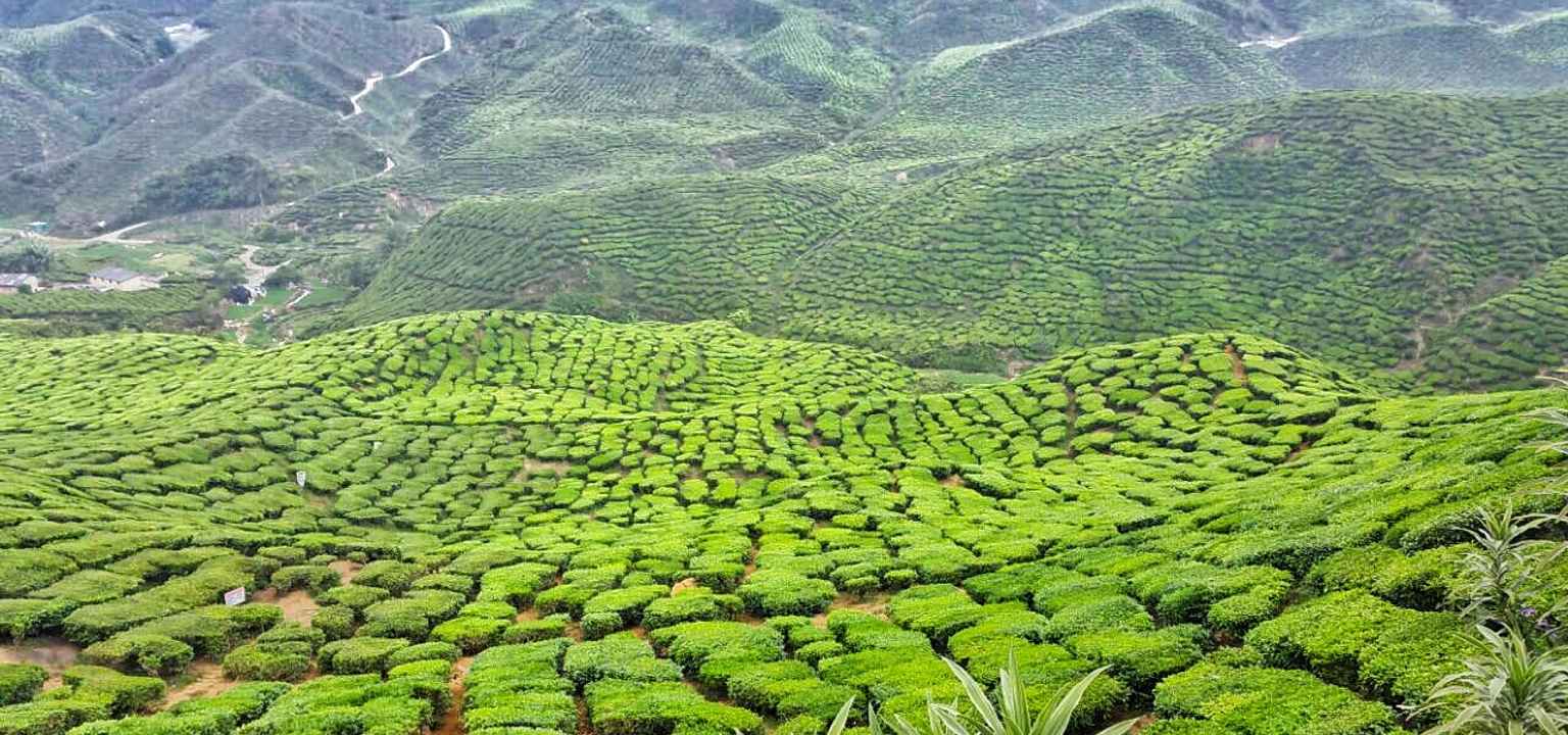 tea plantation tour cameron highlands