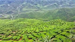 2 Days 1 Night in Cameron Highlands, Xperience Team