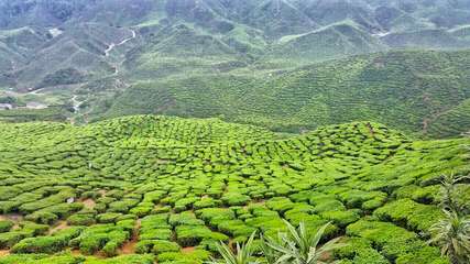 2 Days 1 Night in Cameron Highlands: The Perfect Weekend Itinerary, Xperience Team