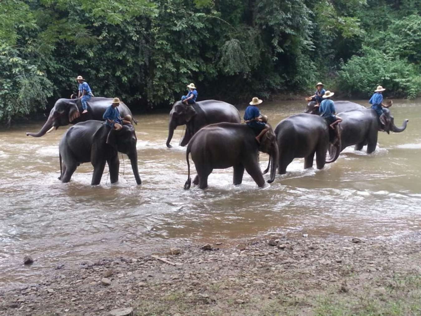 โขลงช้างที่ปางช้างเชียงดาว