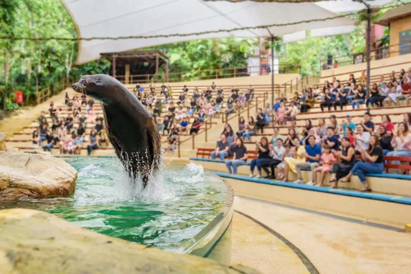 ชมการแสดง Splash Safari