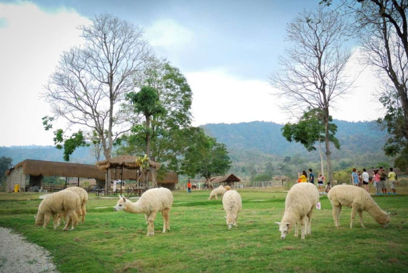 Alpaca Hill