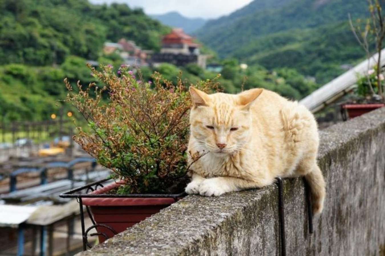 หมู่บ้านแมว