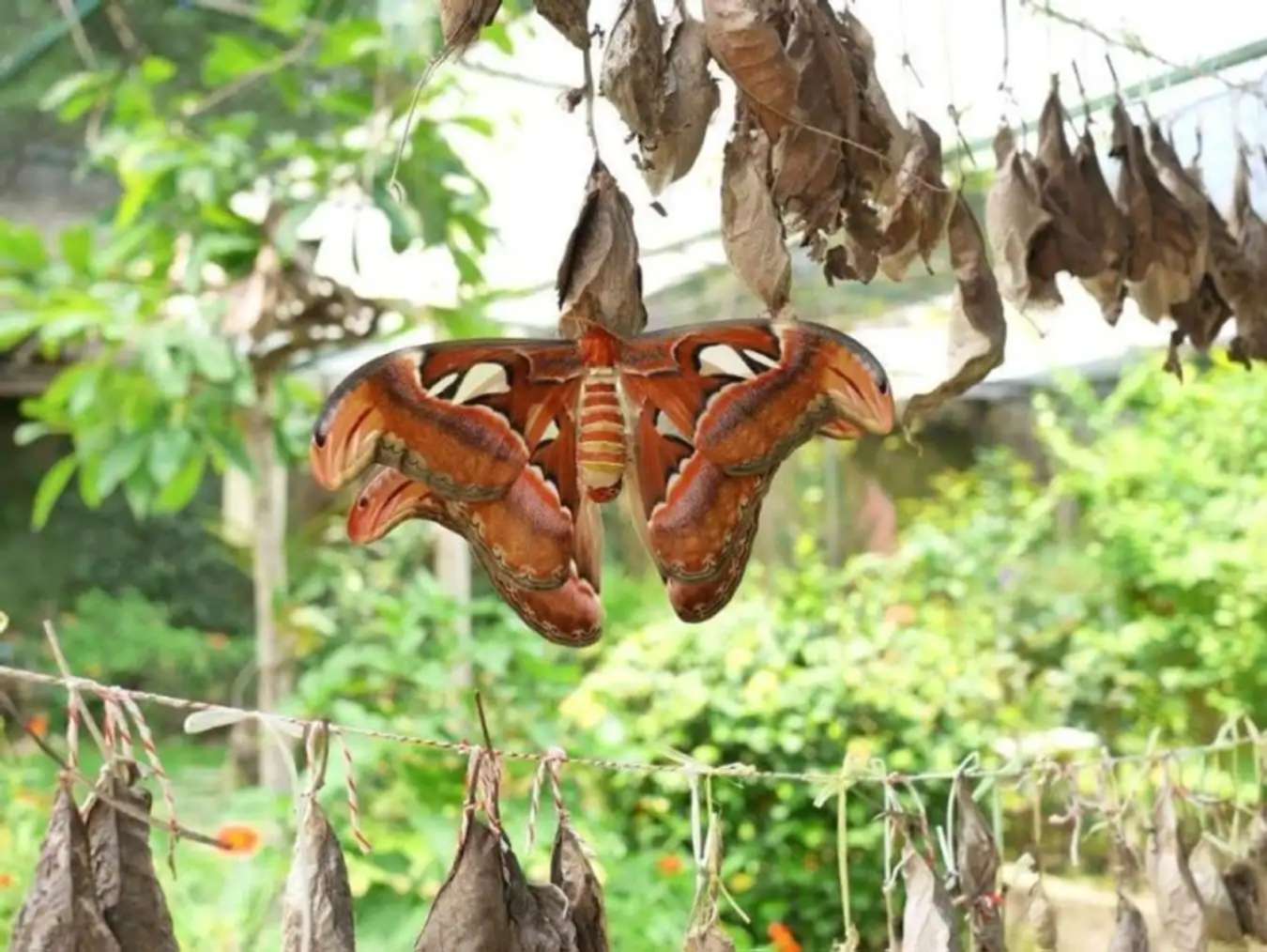 Siam Insect Zoo