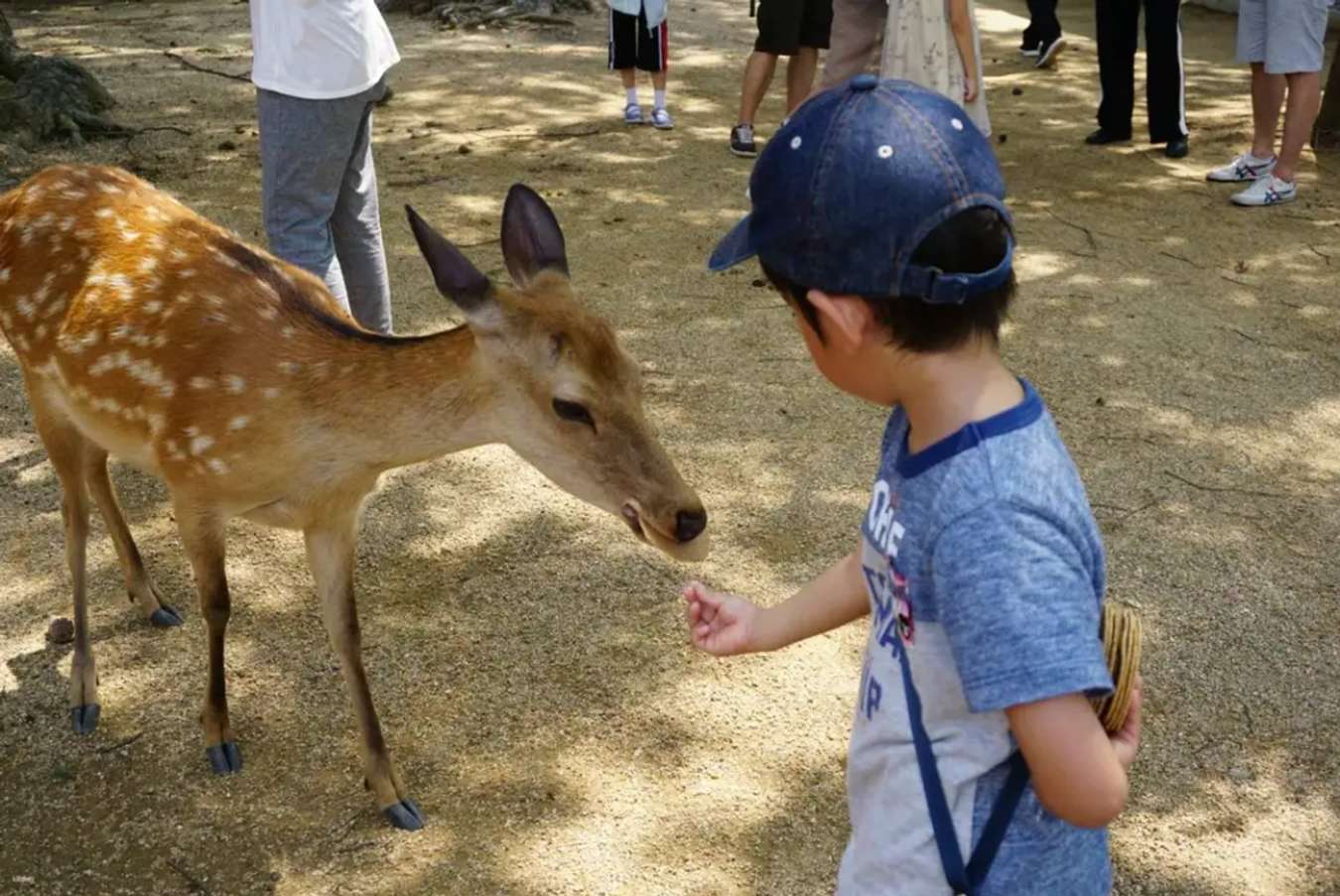 Nara Park