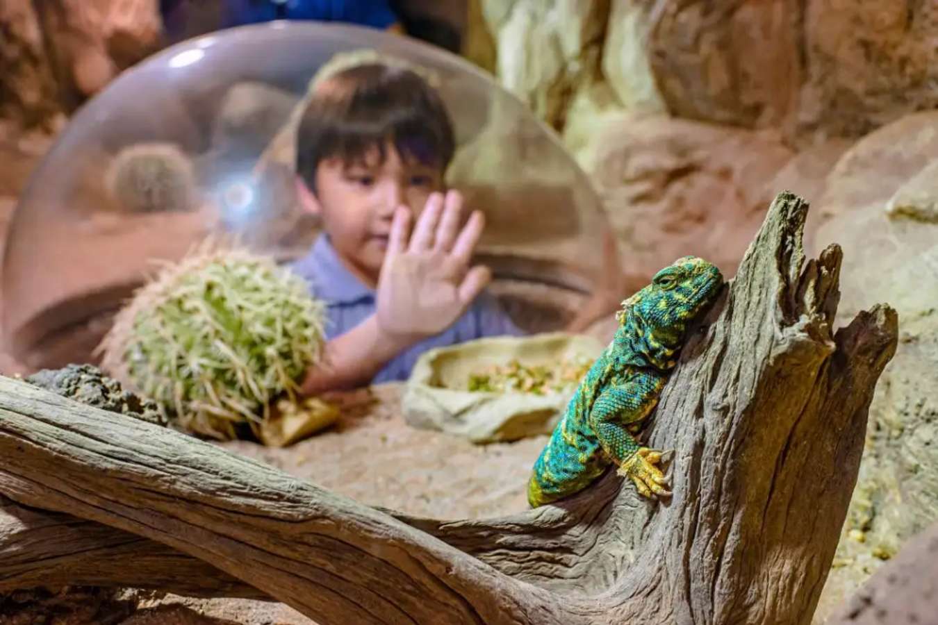 Reptile Garden