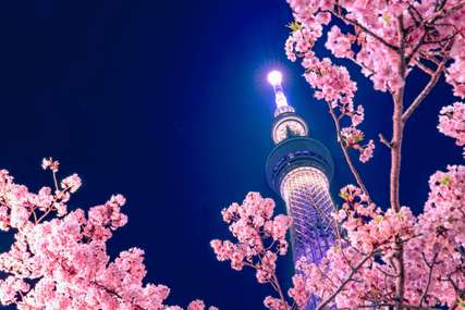 Hanami: How to Enjoy Cherry Blossom in Japan, Traveloka MY