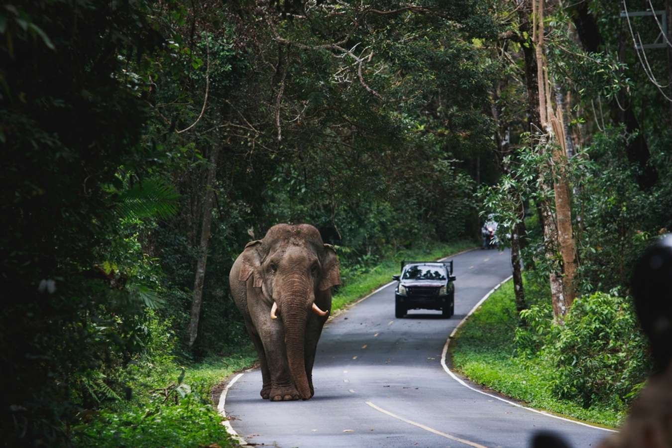 khao yai wildlife tour