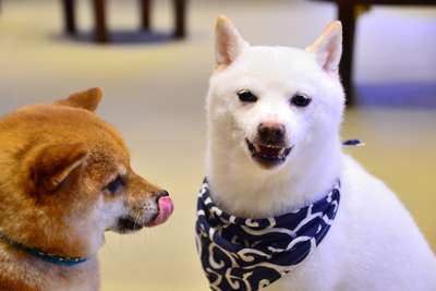 17 Best Dog Cafe in Singapore for Pet Lovers, Mas Bellboy