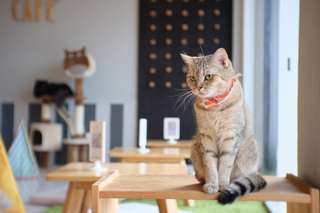 10 Cat Cafes in Osaka – Purr-fectly Cute!, SEO Accom (Global)