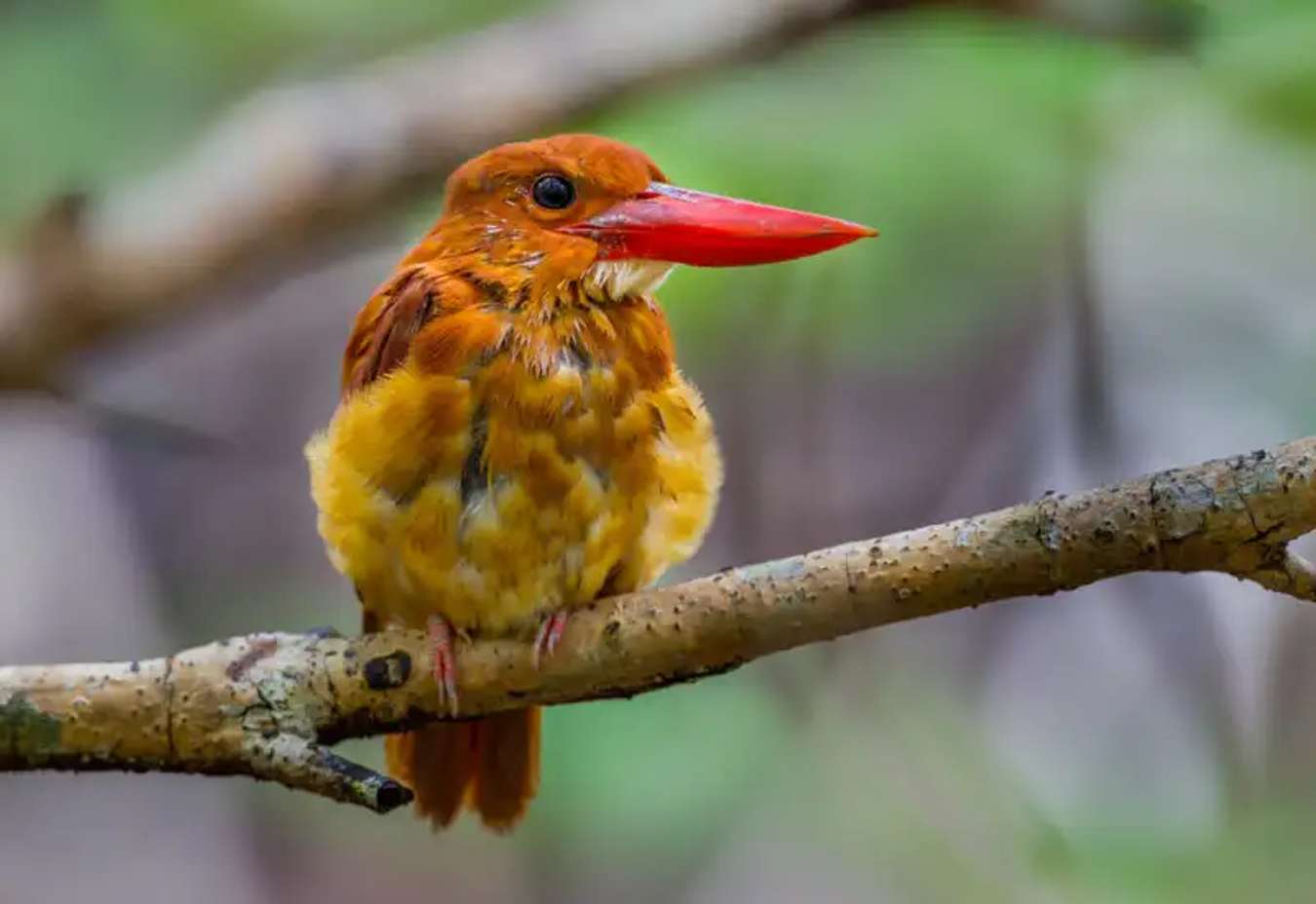 Ngao Mangrove Forest Centre