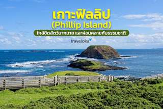 เกาะฟิลลิป (Phillip Island) ใกล้ชิดสัตว์มากมาย และผ่อนคลายกับธรรมชาติ, Traveloka TH