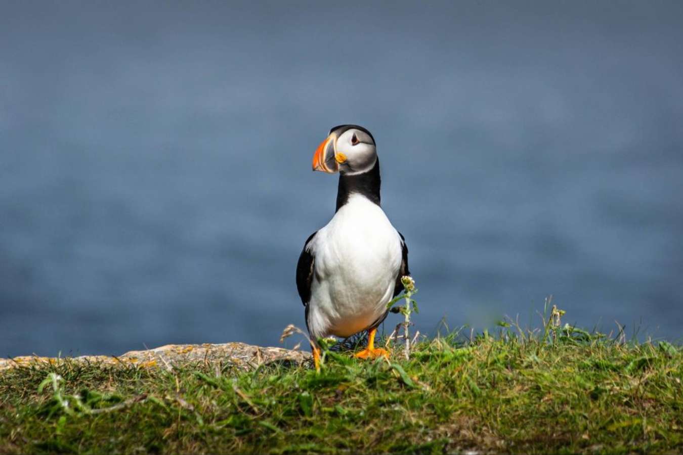 The Elliston Puffin Site