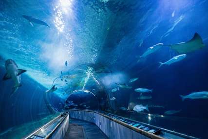 Family-friendly Activities in San Francisco: 7 Exciting Things to Do in the City, Xperience Team