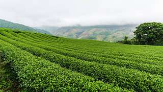 Kebun Teh Kaligua: Hamparan Teh Hijau dan Sejarah Goa Jepang, Mas Bellboy