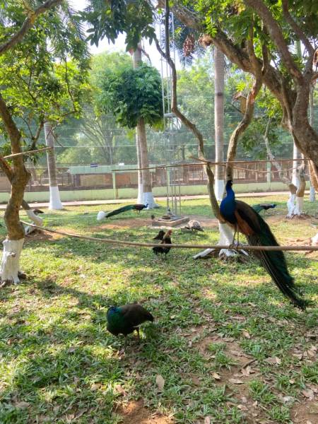 Bốn chú công đang chơi đùa cùng nhau