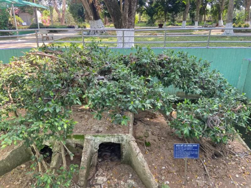 Liệu bạn có thấy rắn đang bò trên cây không?