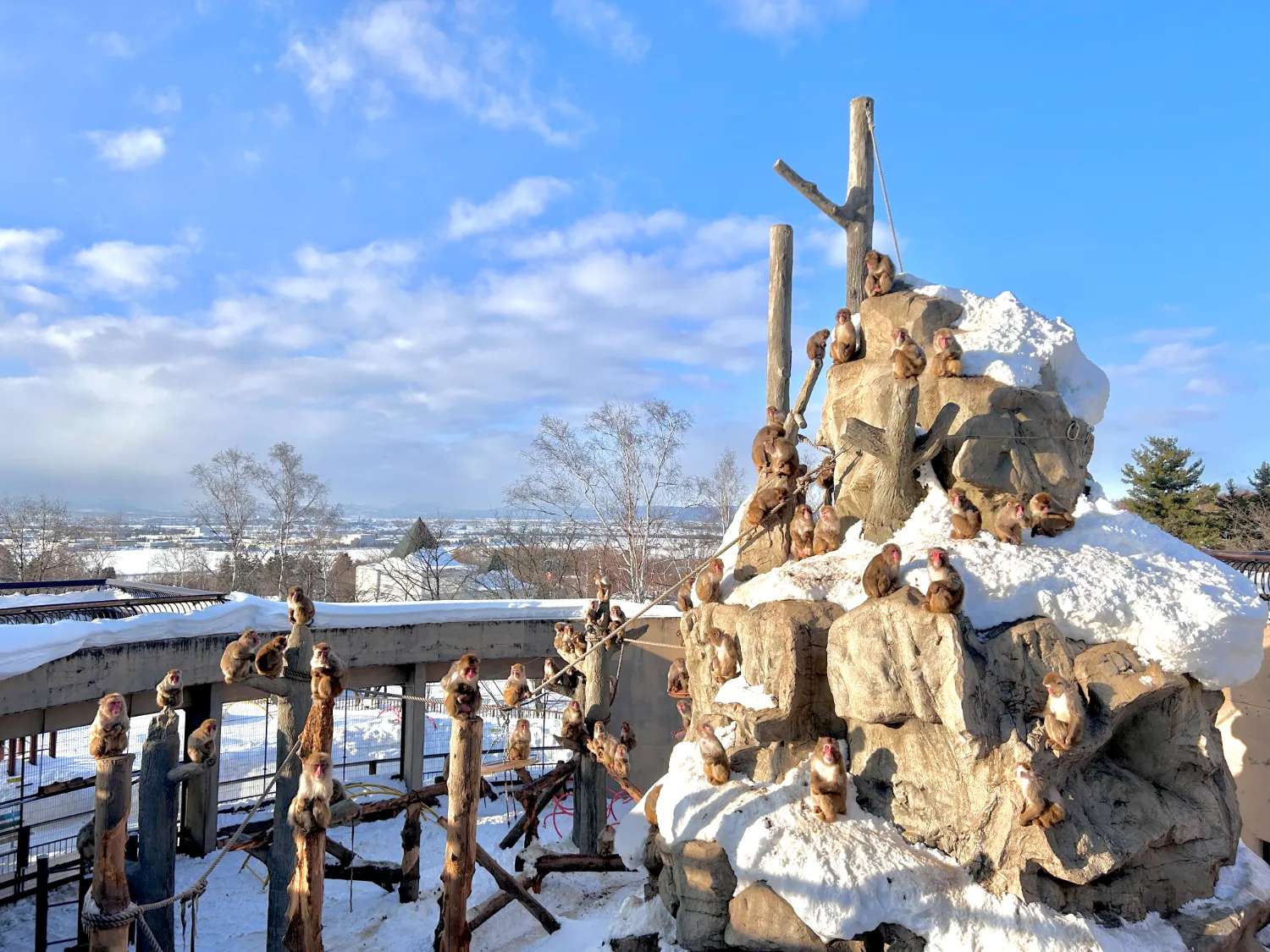 Khám phá Vườn thú Asahiyama sinh động tự nhiên ở Hokkaido