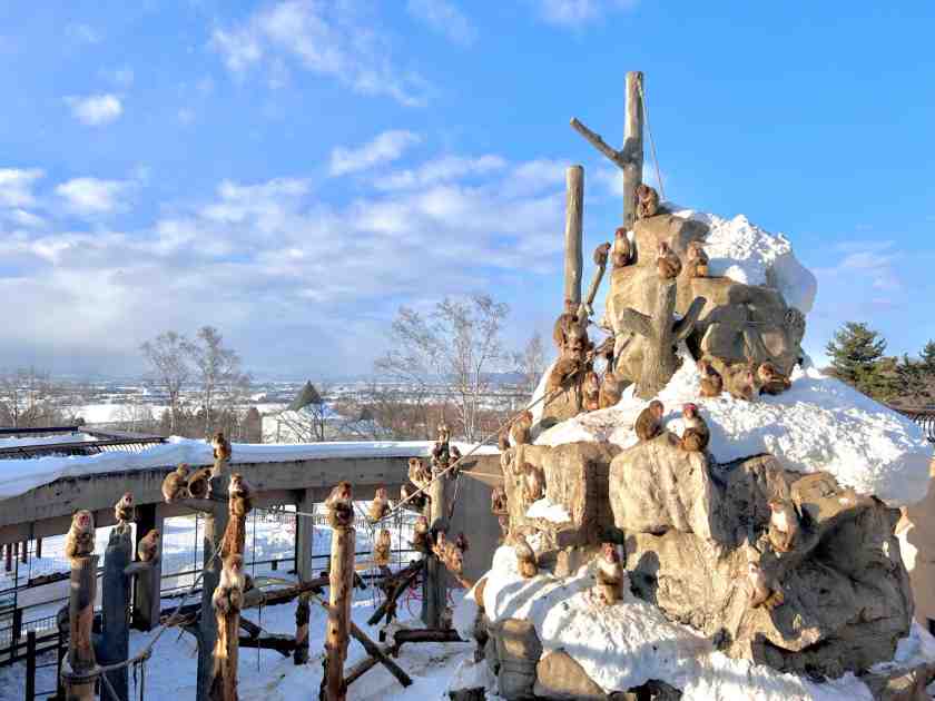 Khám phá Vườn thú Asahiyama sinh động tự nhiên ở Hokkaido