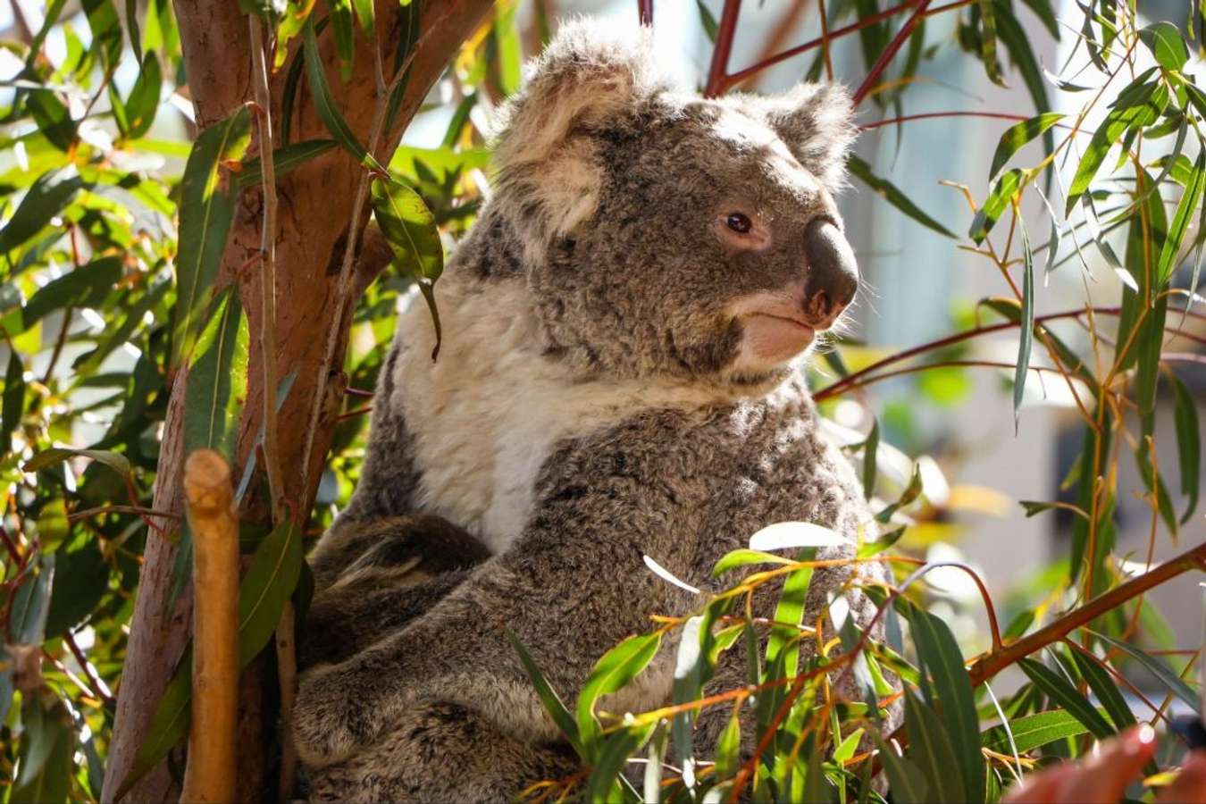 WILD LIFE Sydney Zoo