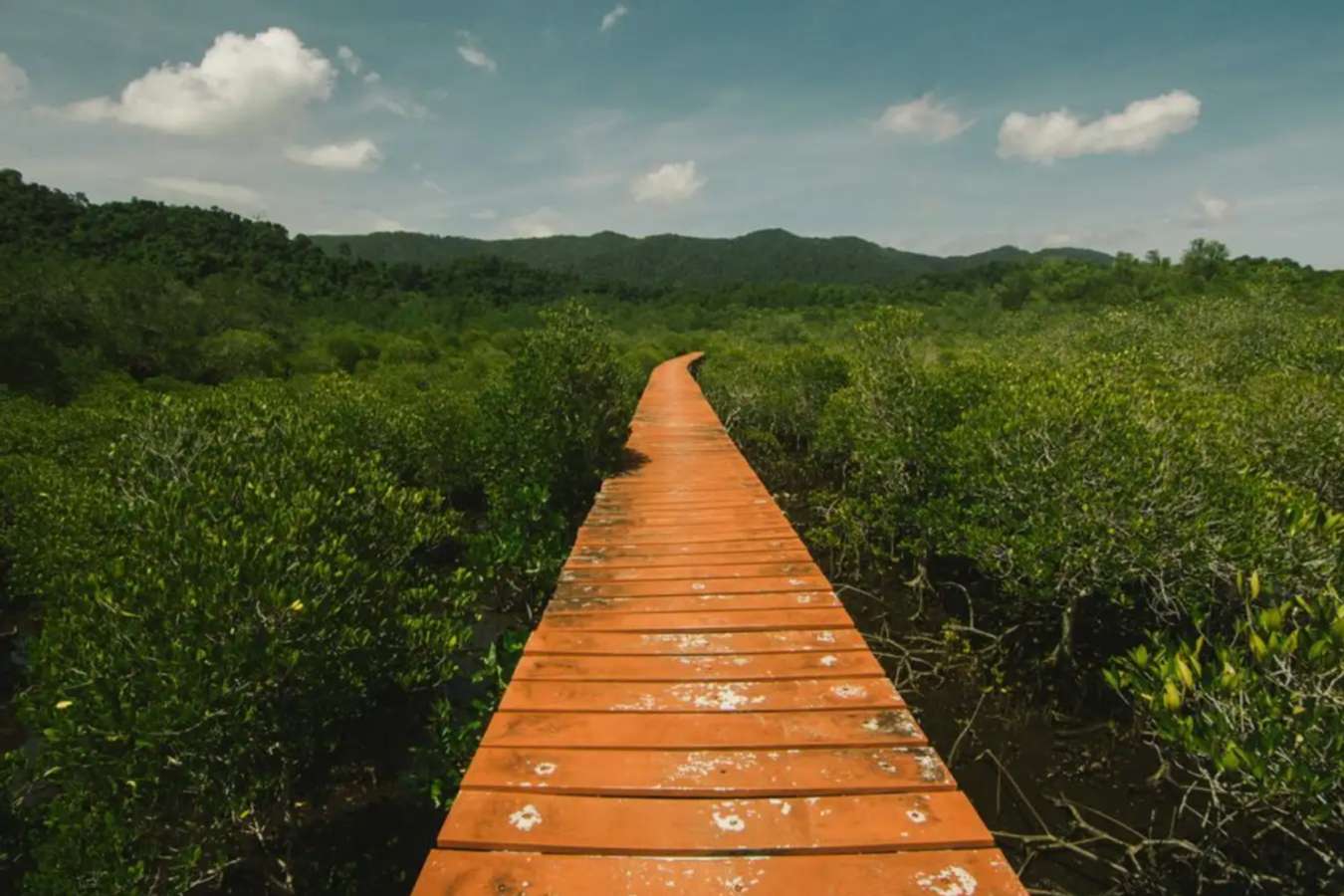 ป่าชายเลนสลักเพชร สะพานแดงแห่งเกาะช้าง