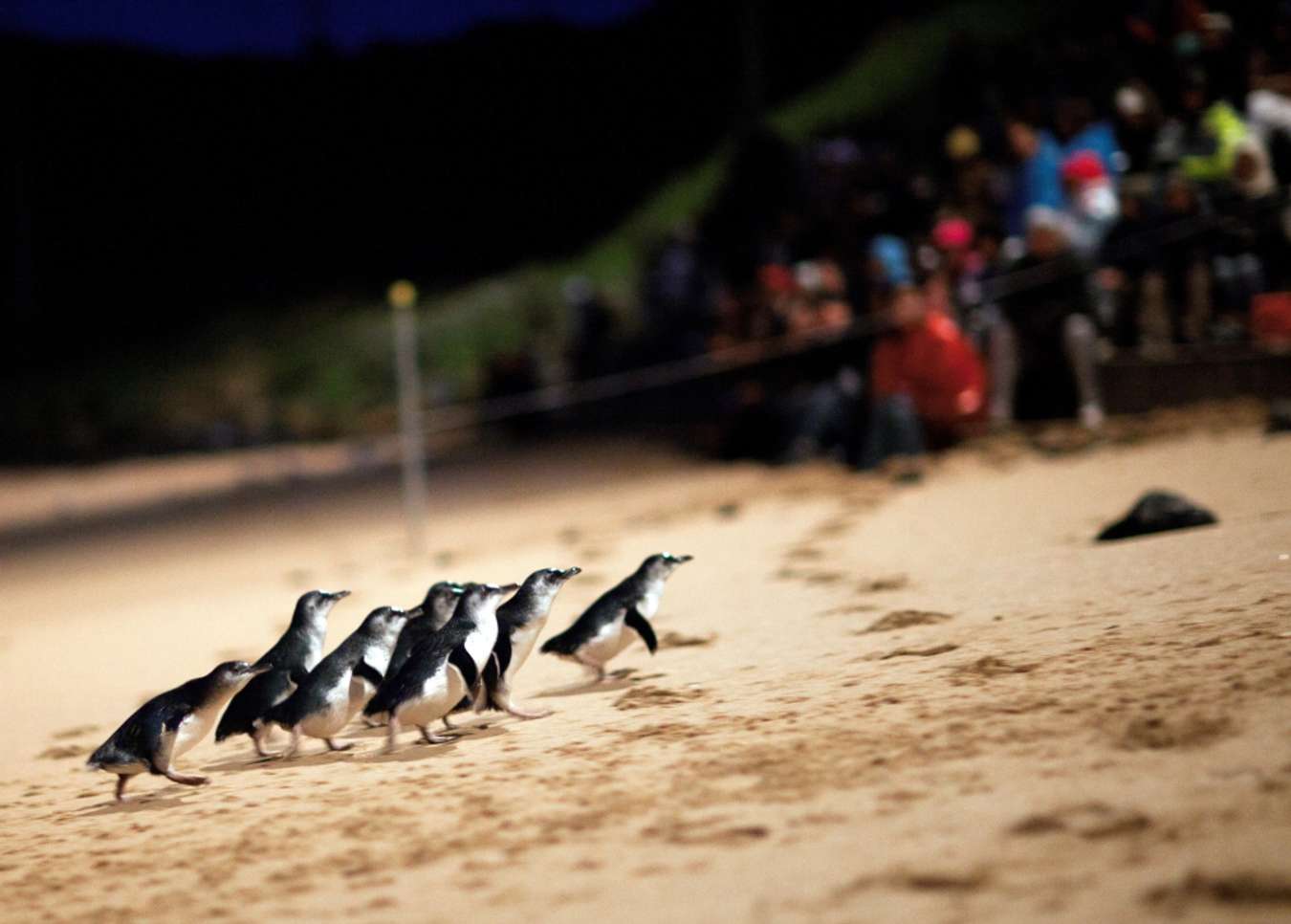 Penguin Parade