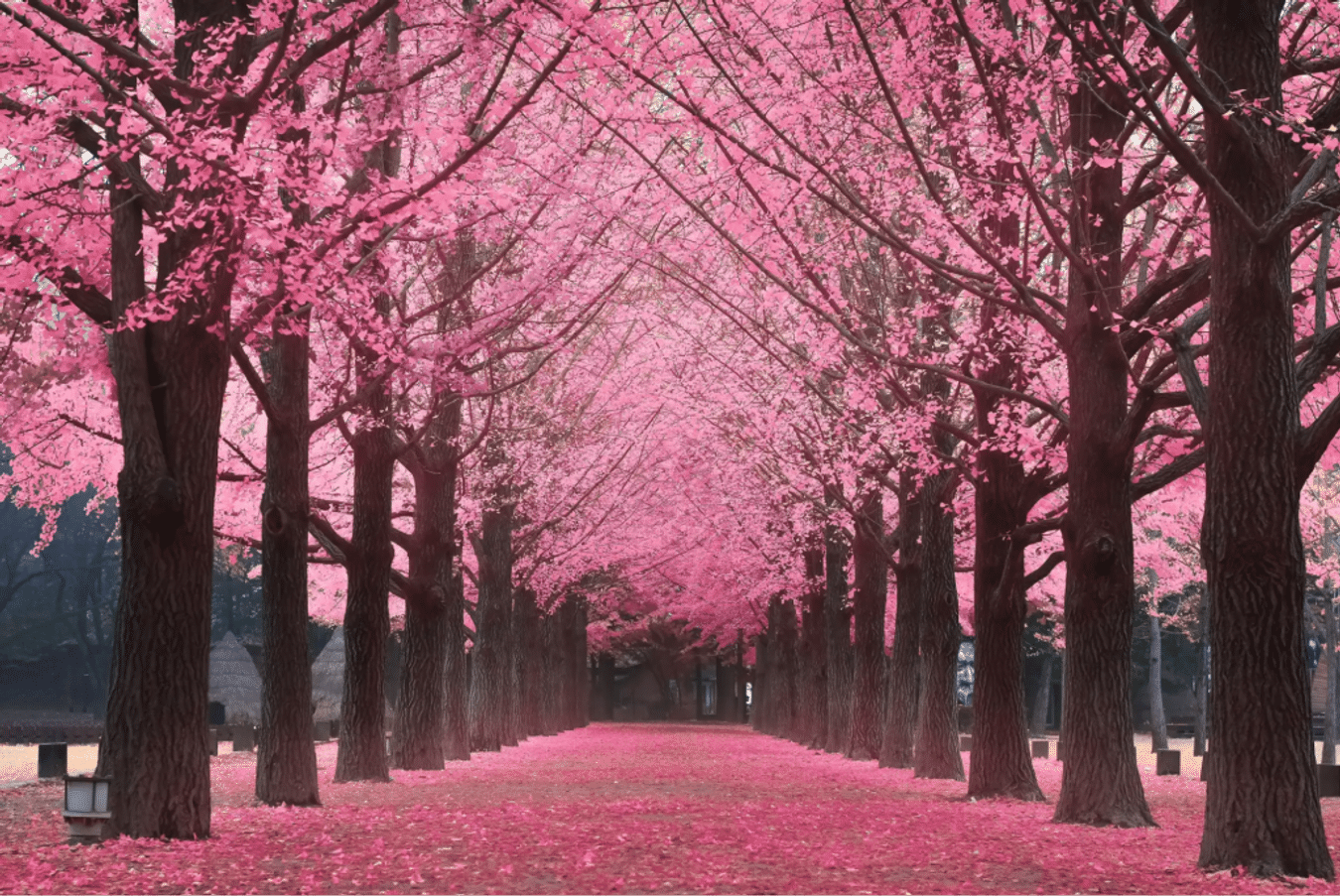 ถนนซากุระเกาะนามิ