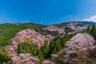 Japan Cherry Blossom Forecast 2024- Where to See Sakura and Dates, SEO Accom (Global)