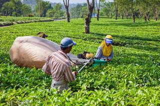 Kebun Teh Lawang – Liburan Budget-Friendly untuk Akhir Pekan Kamu, SEO MY Content