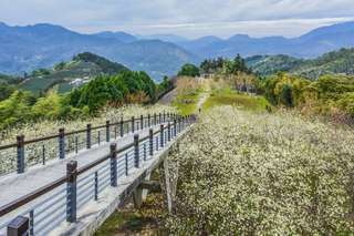 Taiwan Cherry Blossom Guide: Best Location for Viewing Cherry Blossom, TH Accommodation