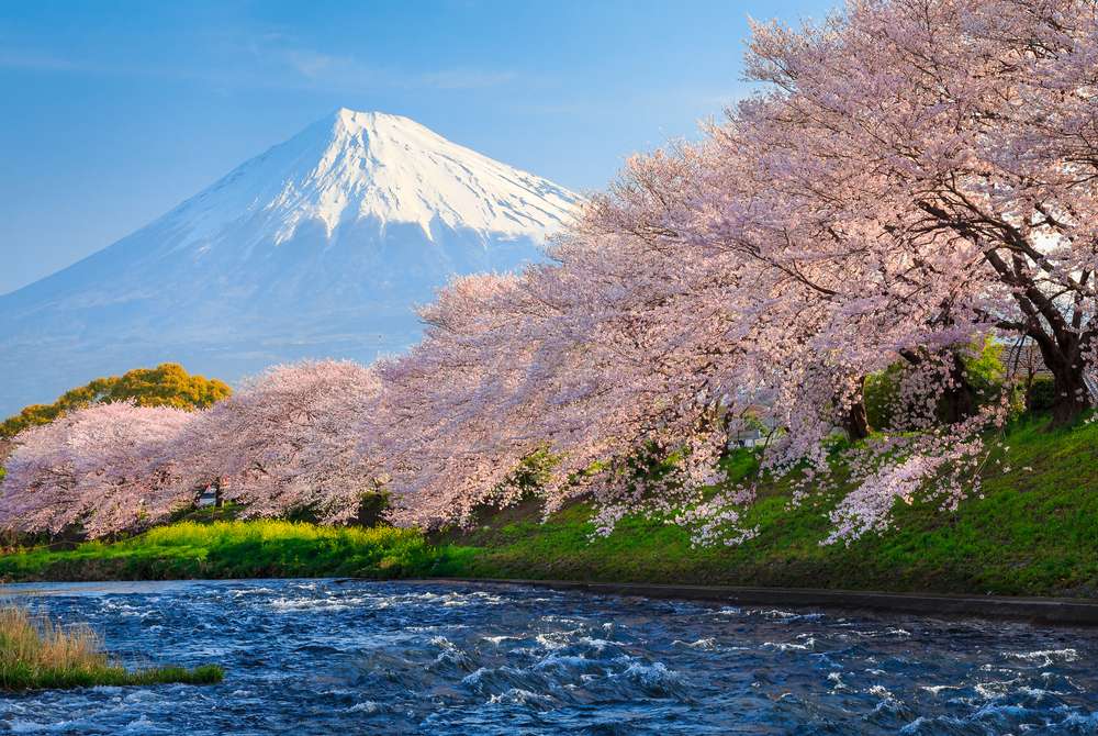 An Easy Guide for Cherry Blossom Festival