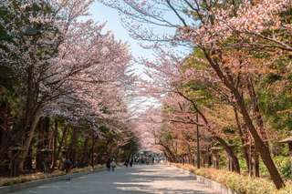 Japan Cherry Blossom Full Guide: Where to go, What to do and More., SEO Accom (Global)