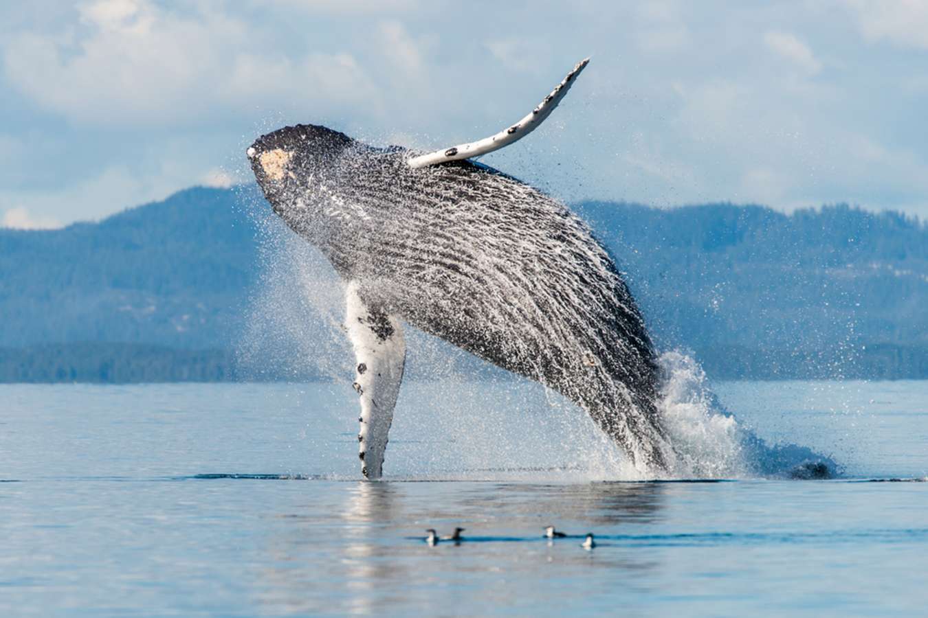 เกาะแวนคูเวอร์ (Vancouver Island)