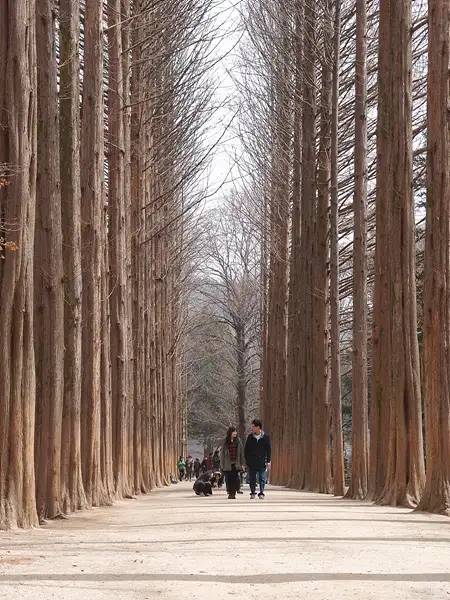 เกาะนามิ ใบไม้เปลี่ยนสี