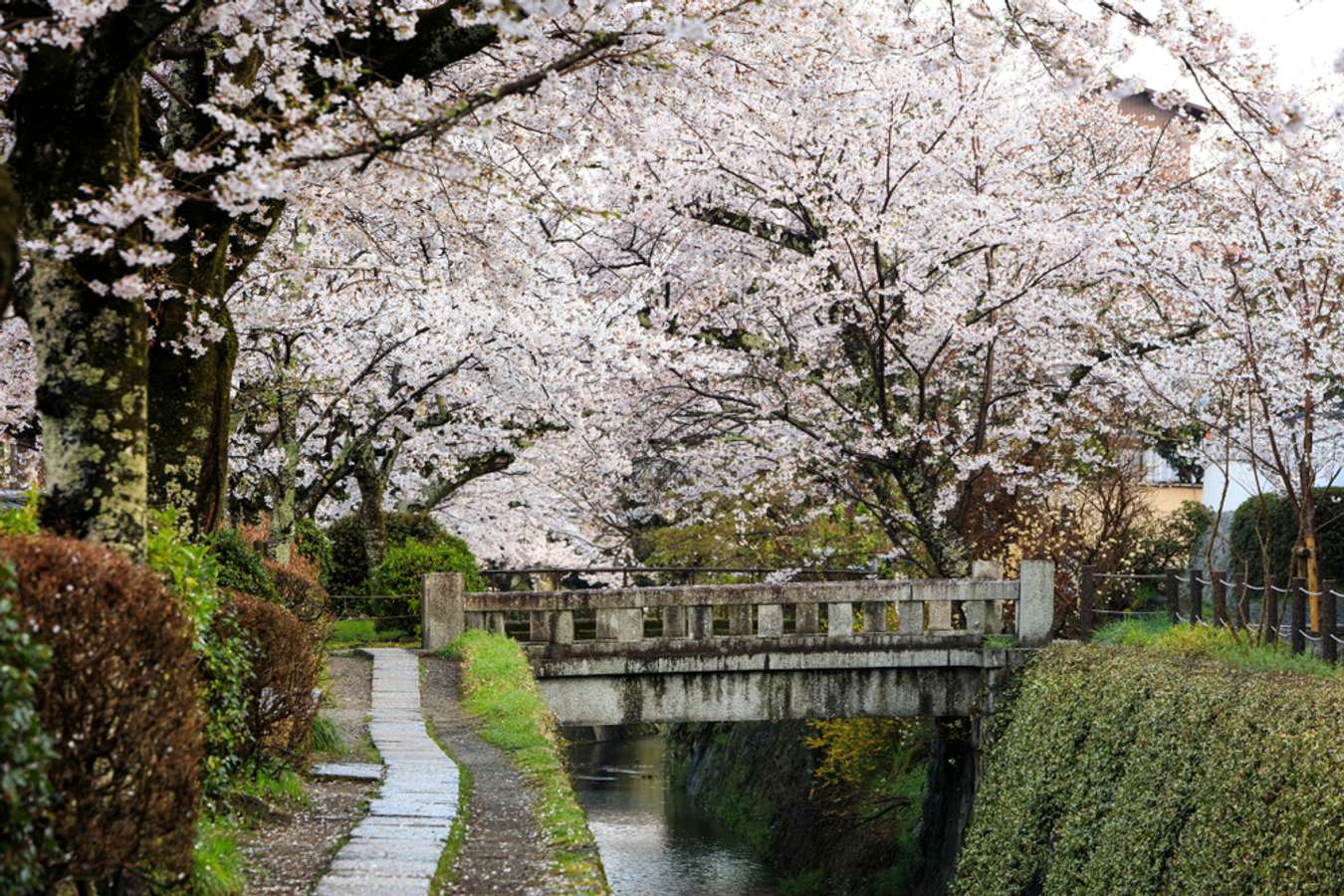 arashiyama bamboo grove visit