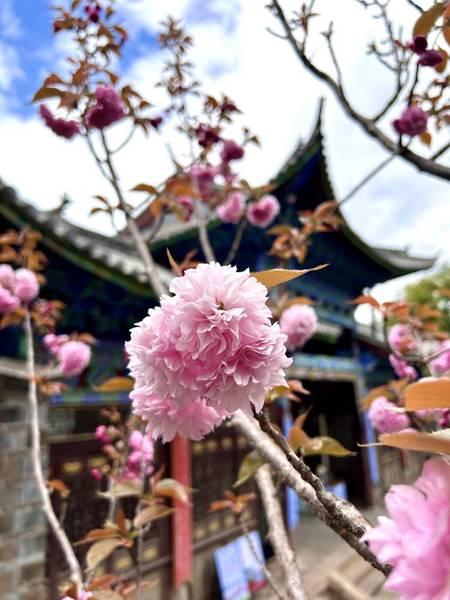 Những bông hoa anh đào ngàn cánh phủ trên mái ngói cong cong truyền thống đặc trưng cùng với những chiếc đèn lồng đỏ rực khiến cho bất kỳ du khách nào đi qua cũng nán lại ngẩng đầu lên ngắm nhìn - Lệ Giang cổ trấn mùa hoa anh đào