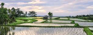 Bali Rice Terraces: 7 Must-Visit Scenic Spots in 2026, 3 min read