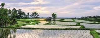 Bali Rice Terraces: 7 Must-Visit Scenic Spots in 2026, Traveloka Team