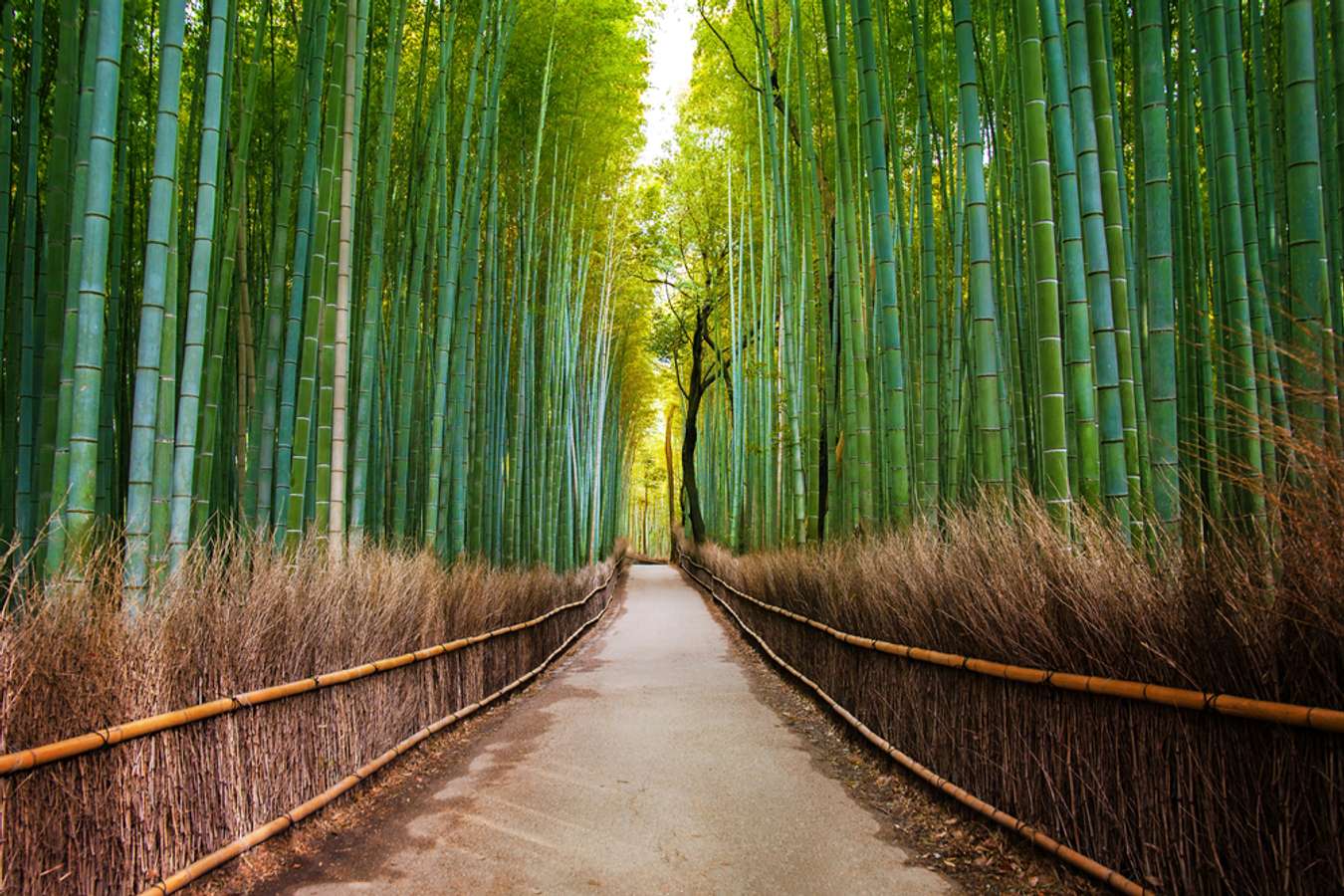 arashiyama bamboo grove visit