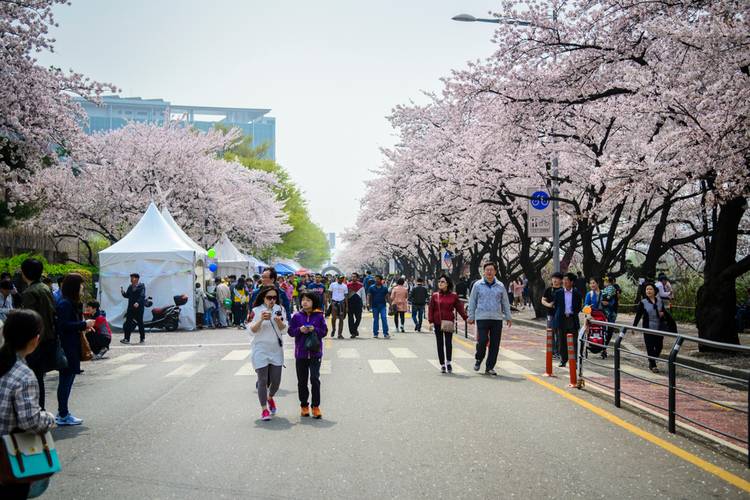Best Spring Flower Destinations in Seoul