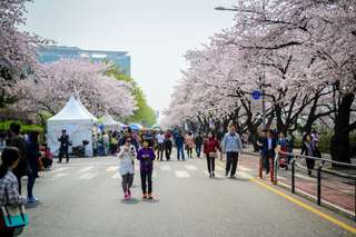 10 Best Spring Flower Destinations in Seoul, Korea, SEO Global