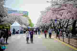 10 Best Spring Flower Destinations in Seoul, Korea, Global Team