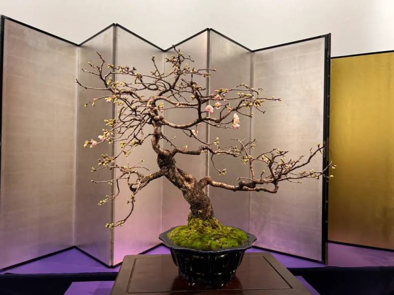 Bảo tàng Metropolitan Art Museum Tokyo