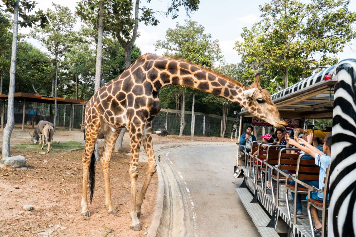 Chiang Mai Night Safari