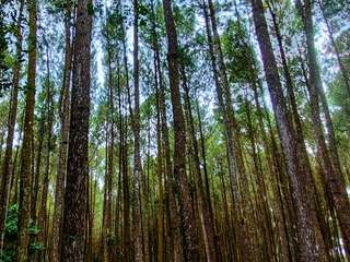 Hutan Pinus Mangunan: Daya Tarik, Fasilitas, Jam Operasional, dan Harga Tiket Masuk, Mas Bellboy